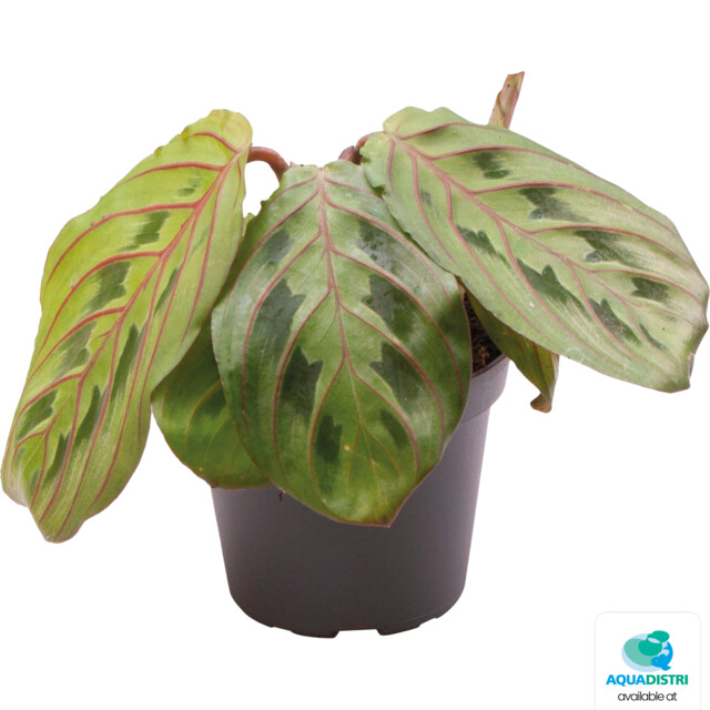 HEA_LEUCONEURA_RED_STRIPE_82682 Maranta leuconeura ‘Red Stripe’ – Bild 1