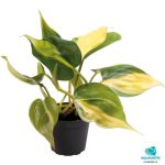 PHILODENDRON SCANDENS BRAZIL FRONT