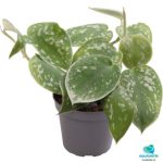 PHILODENDRON SCANDENS PICTUS