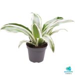 DRACAENA DRAGONTREE WHITE JEWEL