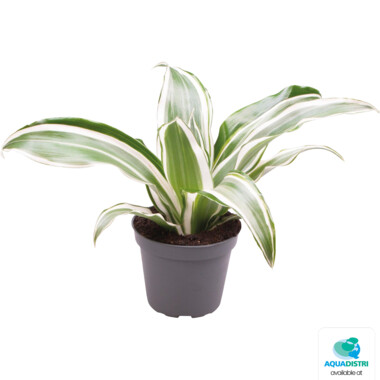 NA_DRAGONTREE_WHITE_JEWEL_194d4 DRACAENA DRAGONTREE WHITE JEWEL – Bild 1