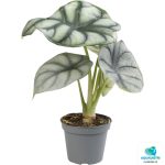 ALOCASIA SILVER DRAGON
