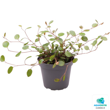 PT-MUEHLENBECKIA_COMPLEXA_a177f MUEHLENBECKIA COMPLEXA – Bild 1