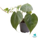 PHILODENDRON SCANDENS
