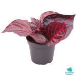 Iresine herbstii Bloodleaf