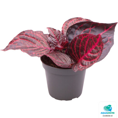 RESINE_HERBSTII_BLOODLEAF_7890d Iresine herbstii Bloodleaf – Bild 1