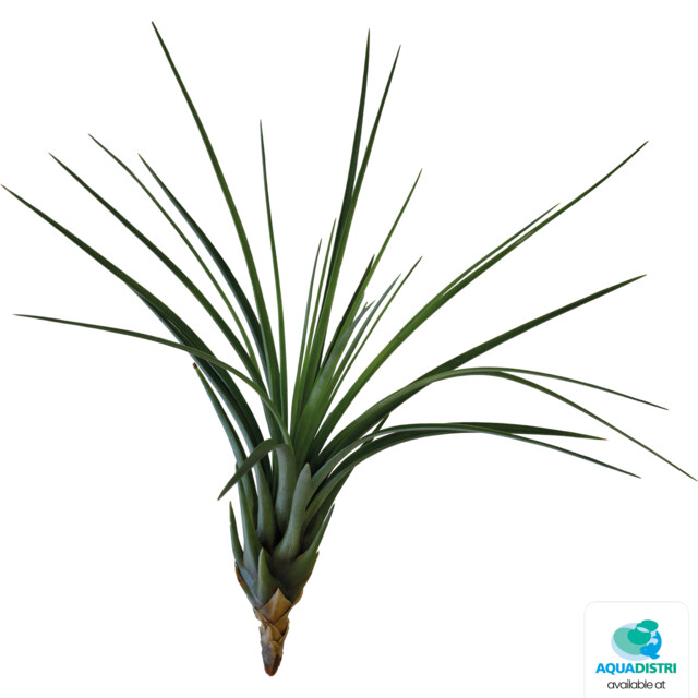 SIA_MELANOCRATER_TRICOLOR_a98b1 TILLANSIA MELANOCRATER TRICOLOR FRONT – Bild 1