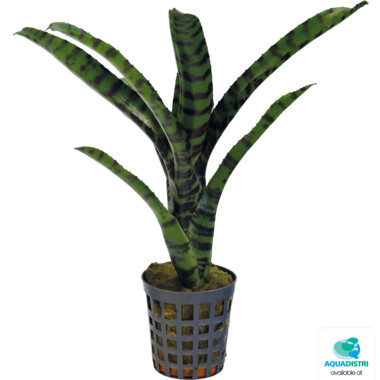 T-NEOREGELIA_RUBRIFOLIA_2_5f091 NEOREGELIA RUBRIFOLIA 2 – Bild 1