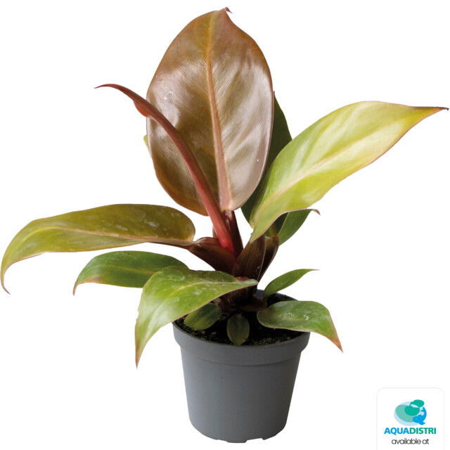 T-PHILODENDRON_CHERRY_RED_01b00 PHILODENDRON CHERRY RED – Bild 1