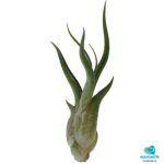 TILLANSIA CAPUT MEDUSAE