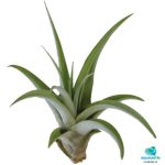 TILLANSIA CAPITATA PEACH