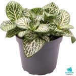 FITTONIA VERSCHAFFELTII MINI WHITE