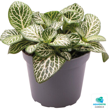 VERSCHAFFELTII_MINI_WHITE_8794c FITTONIA VERSCHAFFELTII MINI WHITE – Bild 1