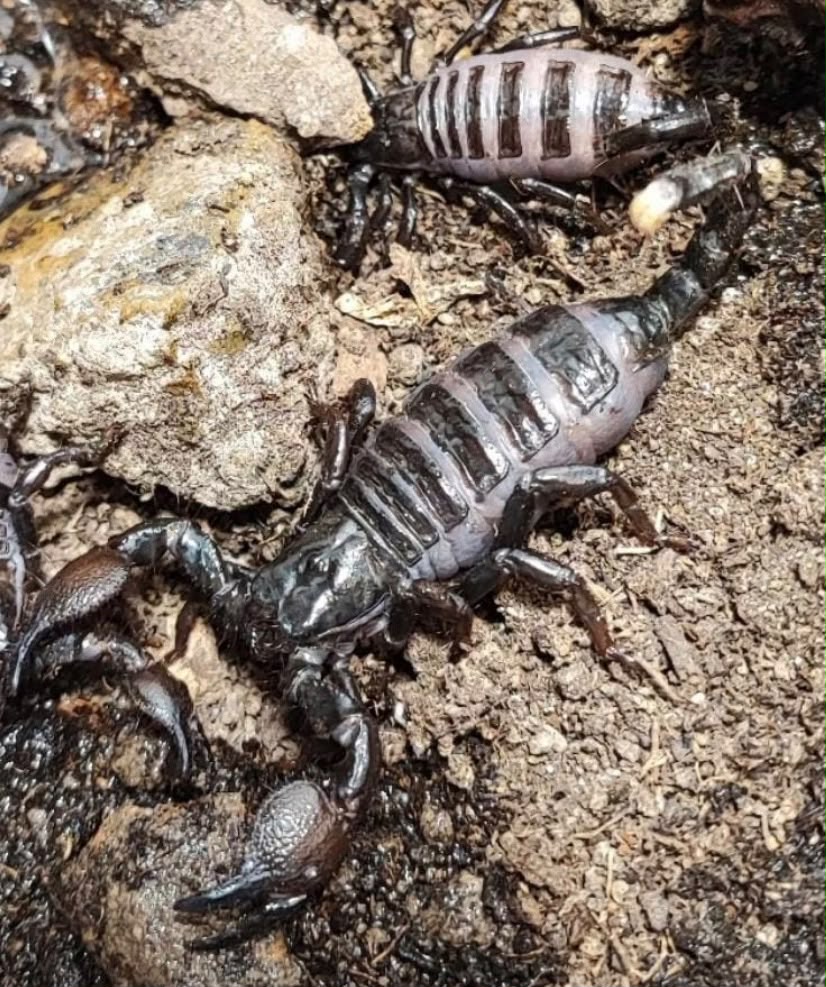 WhatsApp Image 2026-09-24 at 16.34.51 Pandinus imperator – Kaiserskorpion – Bild 1