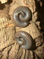 Acanthoiulus ruficeps