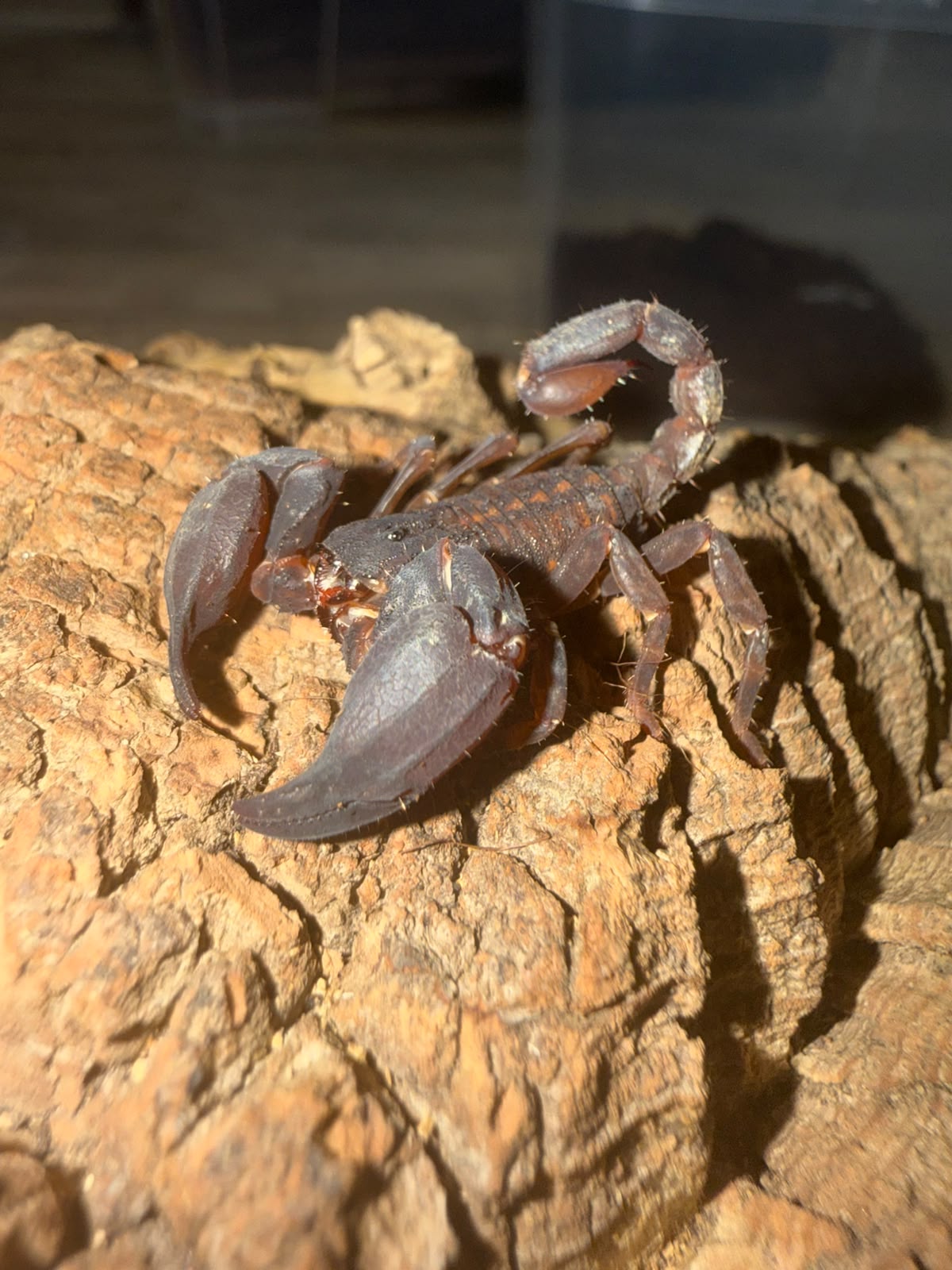 WhatsApp Image 2026-09-24 at 16.52.20 (4) Chaerillus sp. kleiner, faszinierender Skorpion – Bild 1