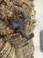 Chaerillus sp.  kleiner, faszinierender Skorpion – Bild 3