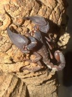 Chaerillus sp.  kleiner, faszinierender Skorpion – Bild 2