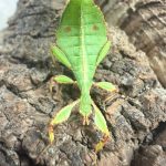 Phyllium philippinicum – Wandelndes Blatt