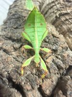Phyllium philippinicum – Wandelndes Blatt