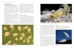Lebendfutter selber züchten – Bild 2