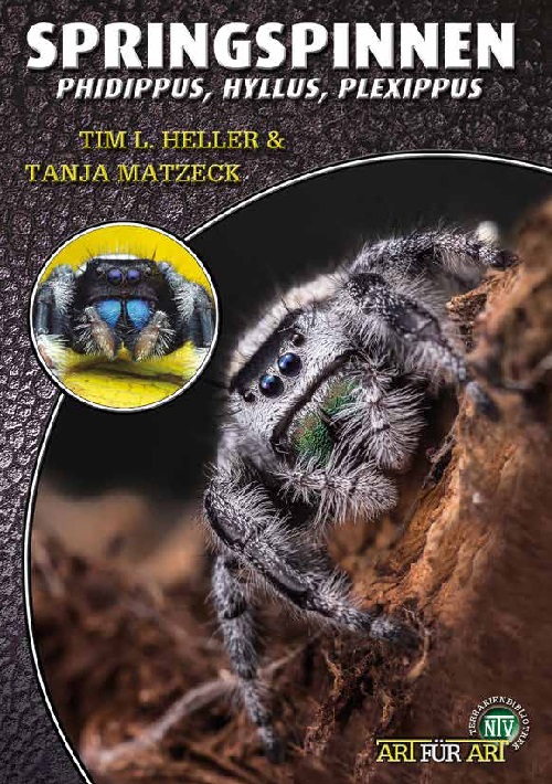 springspinnen_-_phidippus_hyllus_plexippus_1902439312 Springspinnen – Bild 1