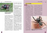 Springspinnen – Bild 3