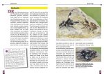 Springspinnen – Bild 2